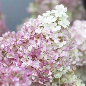 Hydrangea paniculata Vanille Fraise