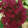 Hydrangea paniculata 'Wim's Red'