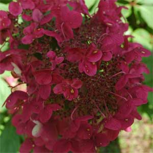 Hydrangea paniculata 'Wim's Red'