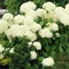 Hydrangea arborescens Annabelle