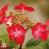 Hydrangea macrophylla Red Bull