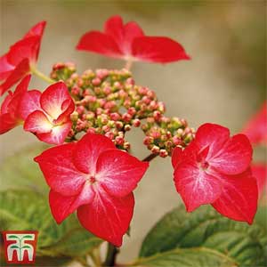 Hydrangea macrophylla Red Bull