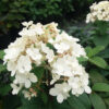Hydrangea paniculata Bobo