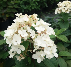 Hydrangea paniculata Bobo