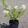 Hydrangea paniculata 'Grandiflora'