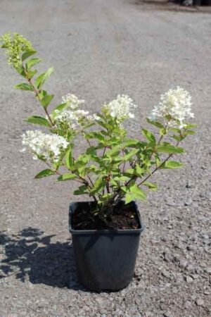 Hydrangea paniculata 'Grandiflora'