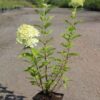 Hydrangea paniculata 'Limelight'