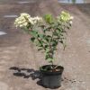 Hydrangea paniculata 'Mega Mindy'