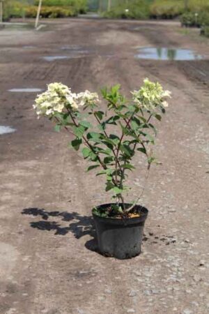 Hydrangea paniculata 'Mega Mindy'