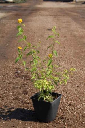 Kerria japonica 'Pleniflora'