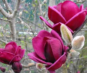 Magnolia Soulangeana 'Genie'