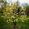 Magnolia brooklynensis 'Yellow Bird'