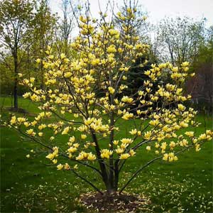 Magnolia brooklynensis 'Yellow Bird'