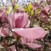 Magnolia soulangeana 'Satisfaction'