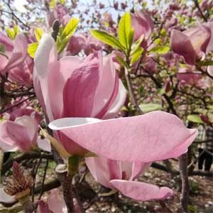 Magnolia soulangeana 'Satisfaction'
