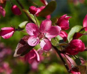 Malus Mokum
