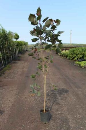 Populus deltoides 'Purple Tower'