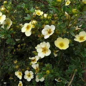 Potentilla fruticosa 'Primrose Beauty'