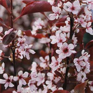 Prunus cistena