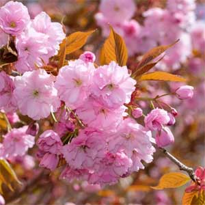 Prunus serrulata 'Kanzan'