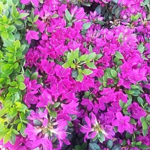 Rhododendron 'Geisha Purple'