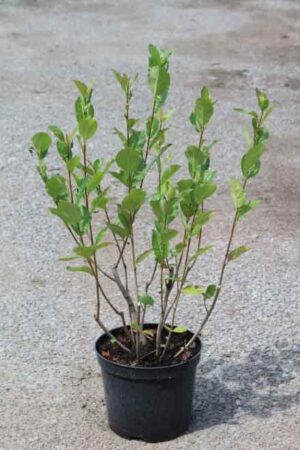 Aronia melanocarpa