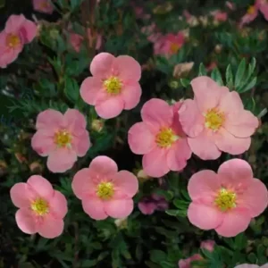 Potentilla fruticosa ‘Pink Queen’
